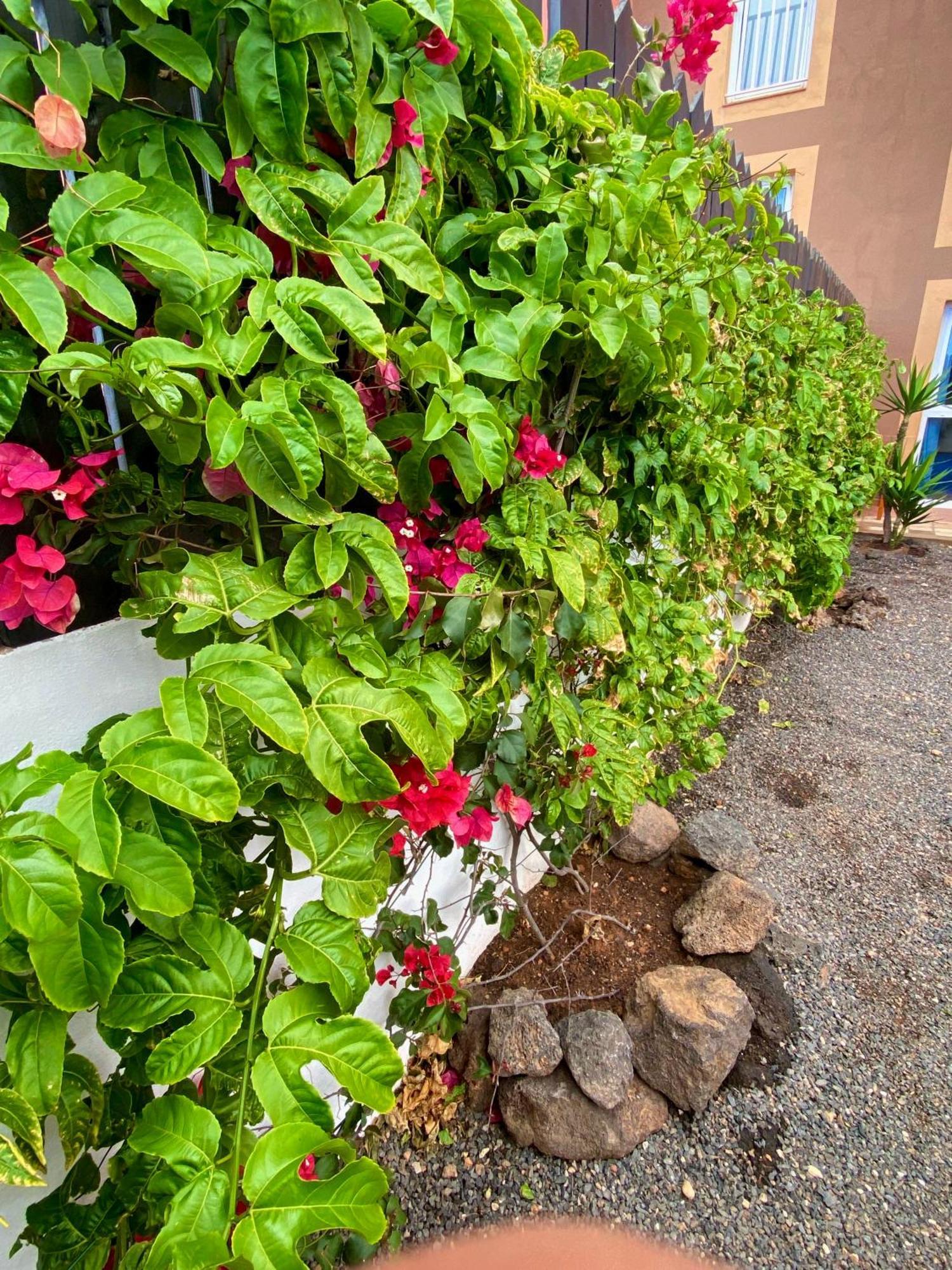 Blue Wave House Corralejo Apartment Ла Олива Екстериор снимка