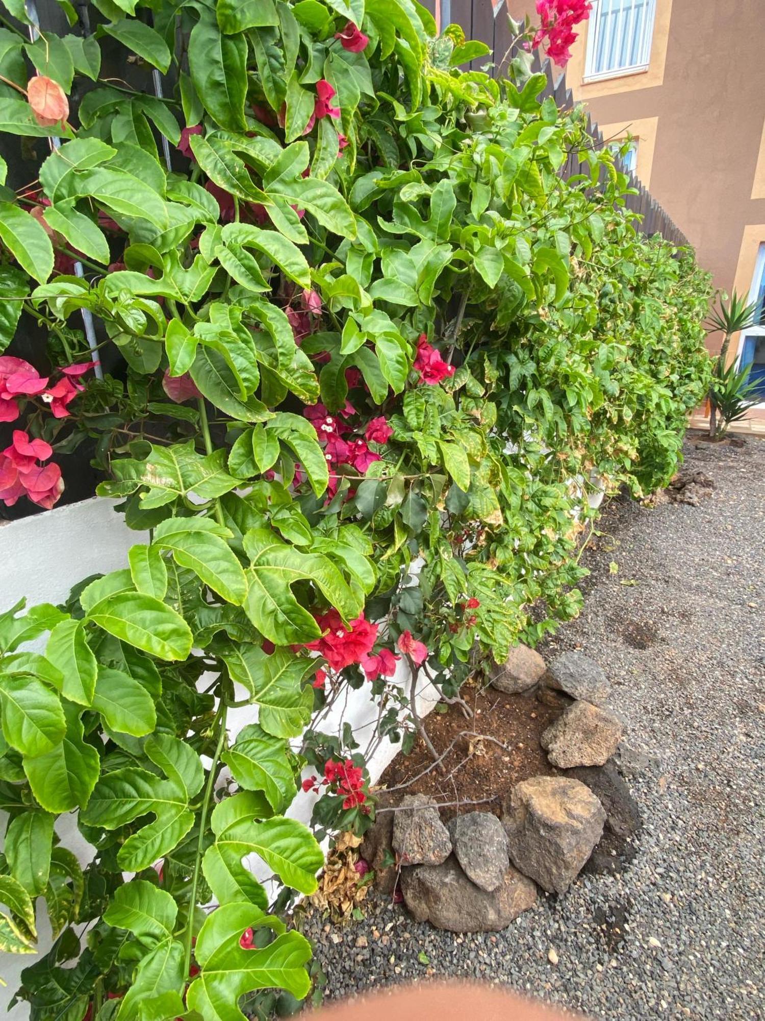 Blue Wave House Corralejo Apartment Ла Олива Екстериор снимка